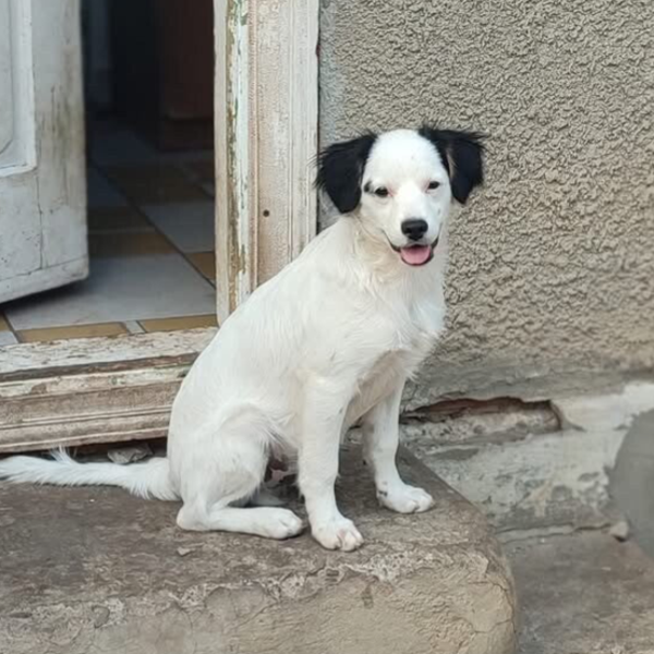 SNOOPY