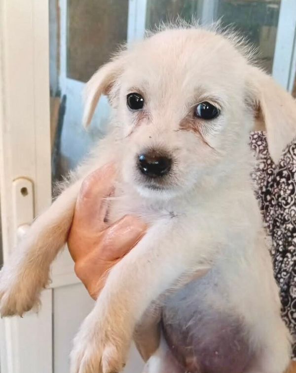 MOKI