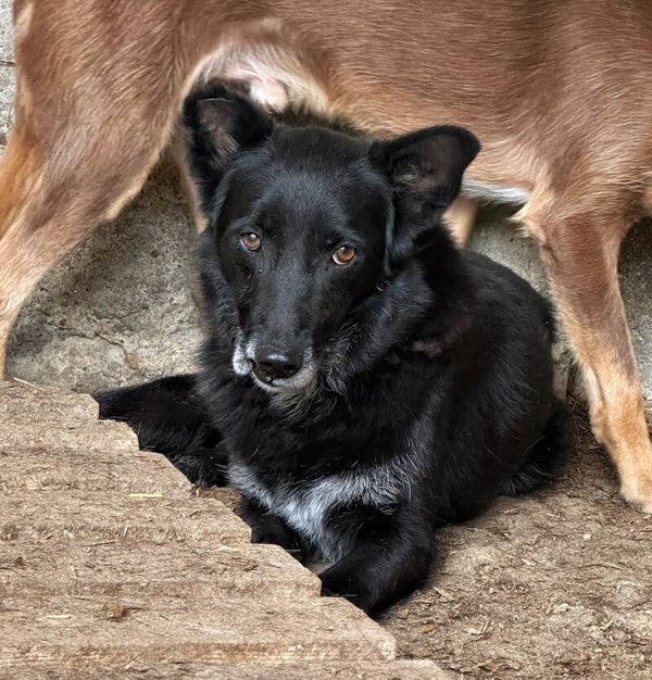 BUZITA