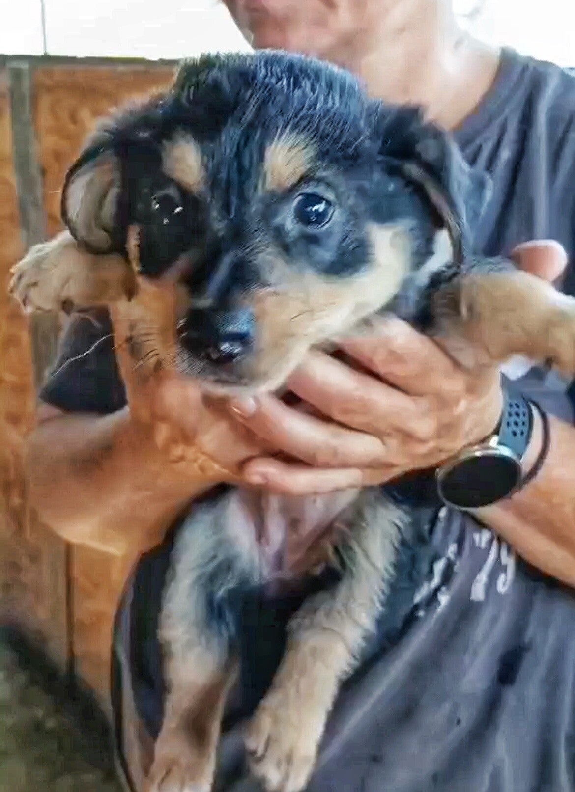 WICKIE