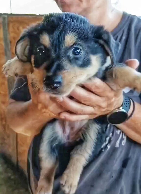 WICKIE