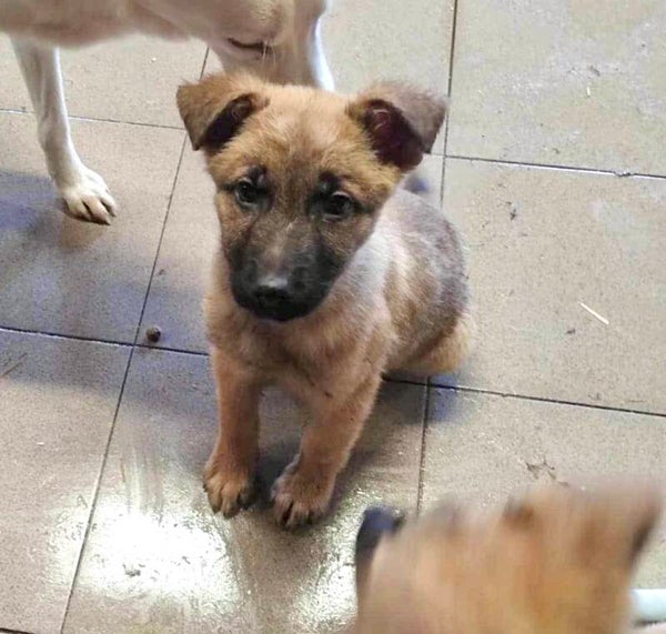 TINO