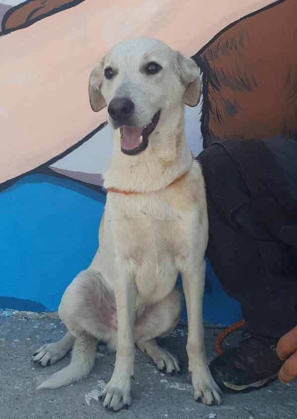 PACO