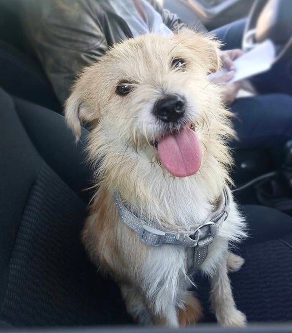 BENJI