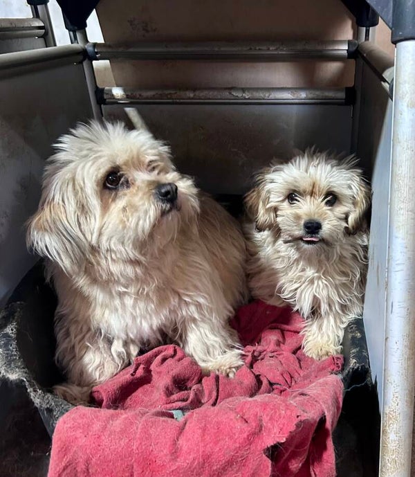 TAYA & INDIE