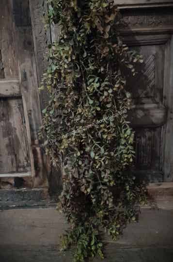 Eucalyptus bruin