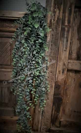 Eucalyptus groen