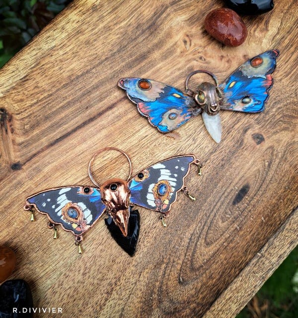 🌟Pfeilschwanz- und Löwenköpfchenfalter🌟