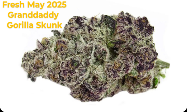 Grandaddy Gorilla Skunk pound