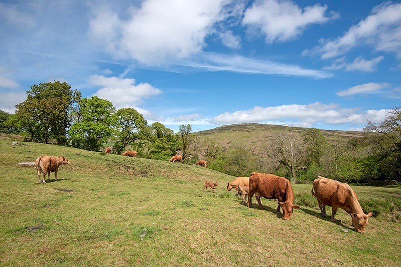 South Devon Cattle