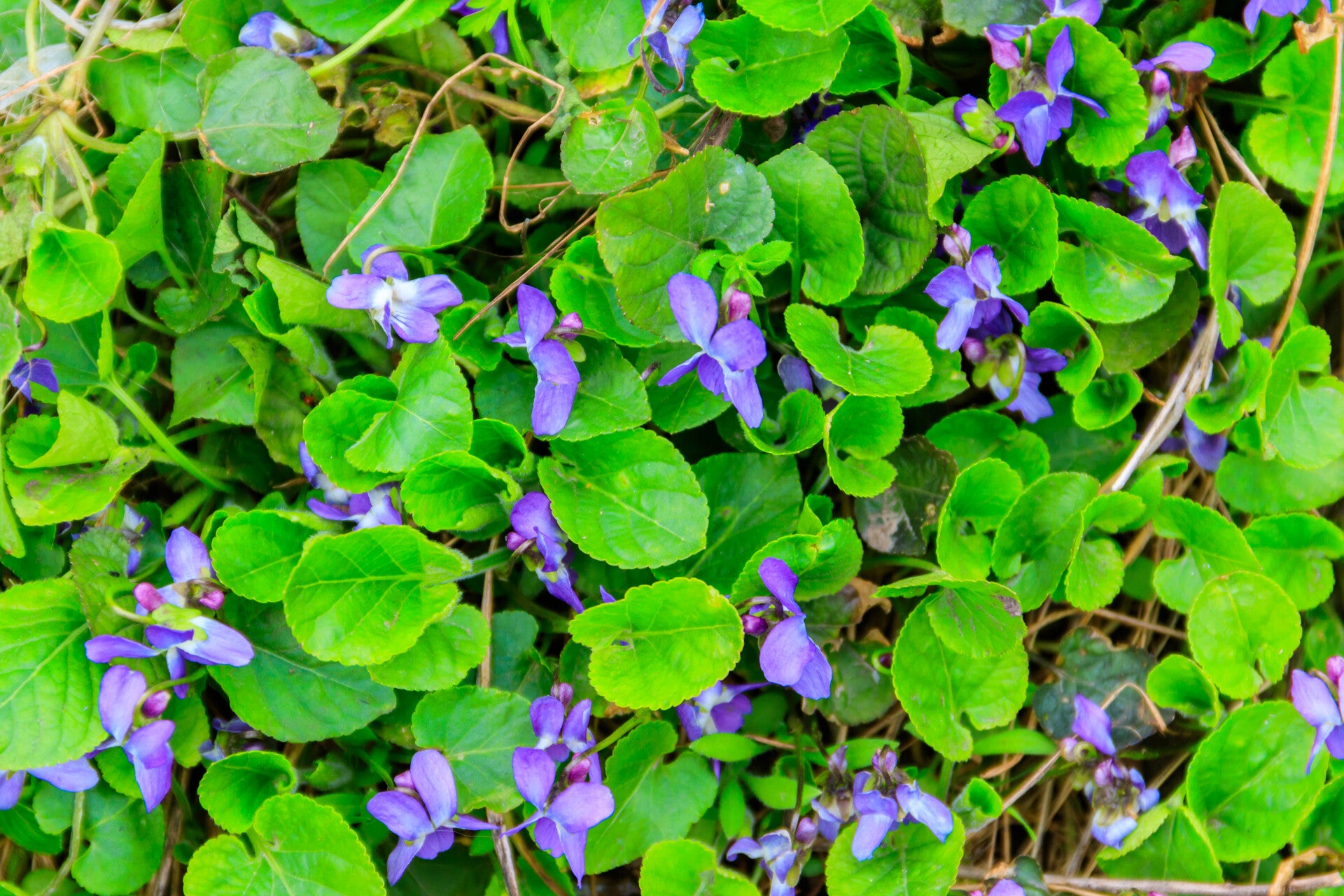 Common Dog Violet