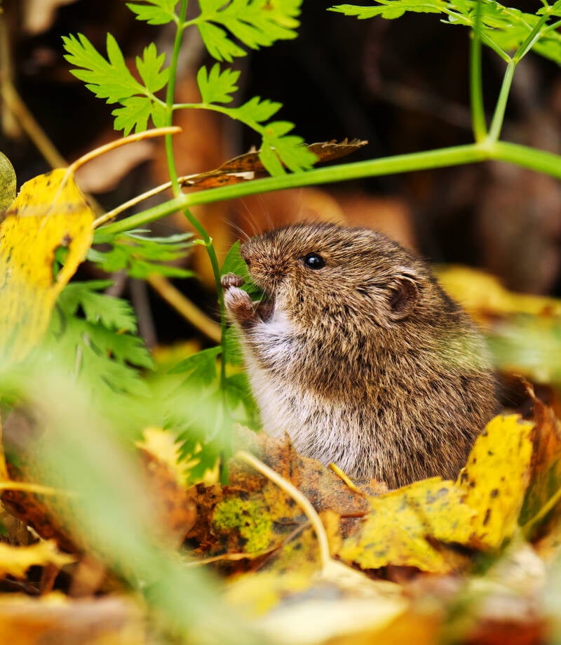 Field vole