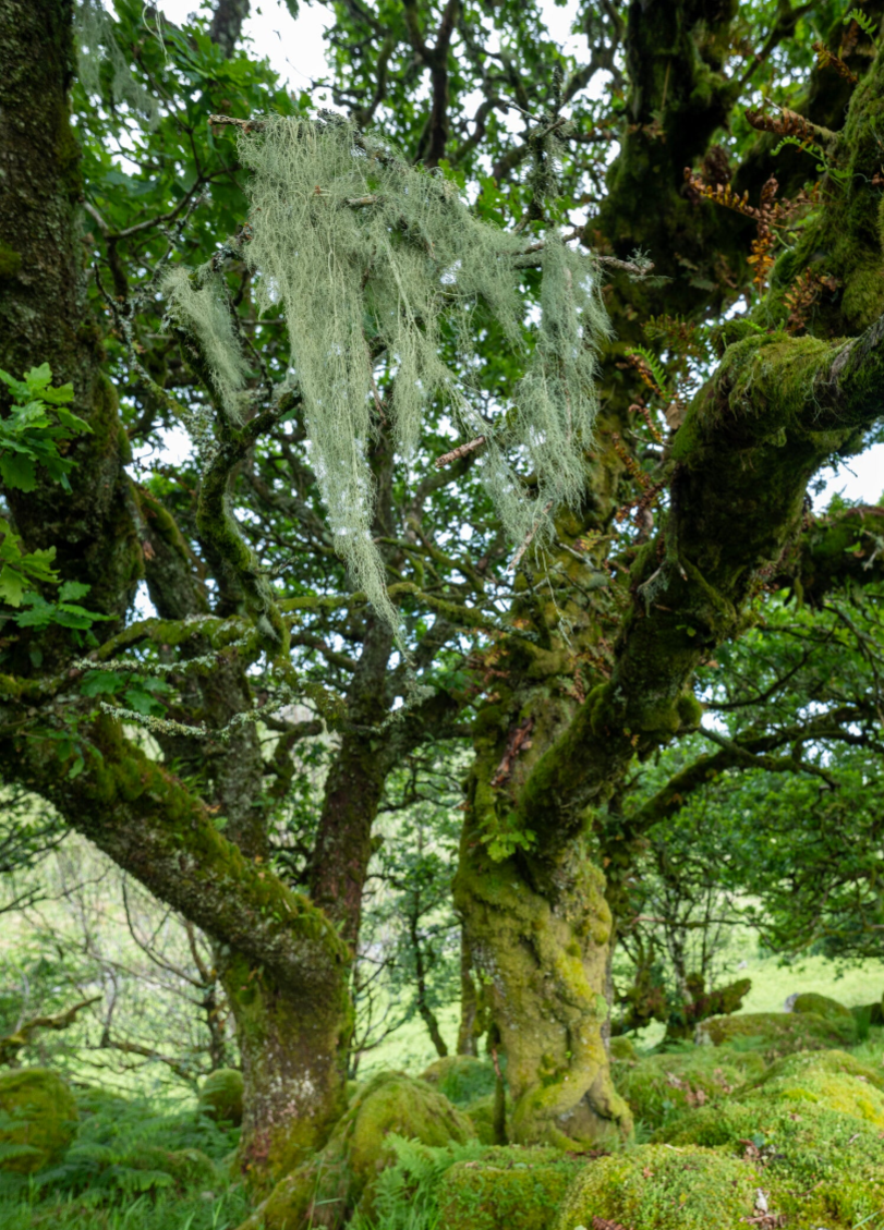 String of Sausages lichen