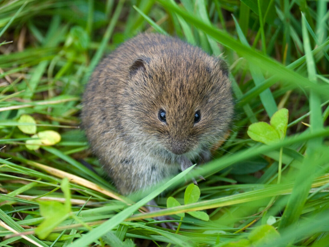 Field vole