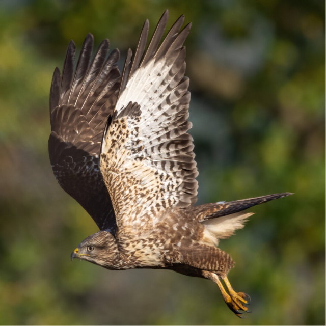 Buzzard in flight