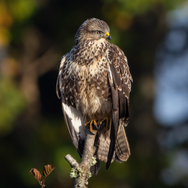 Buzzard perched on a branch