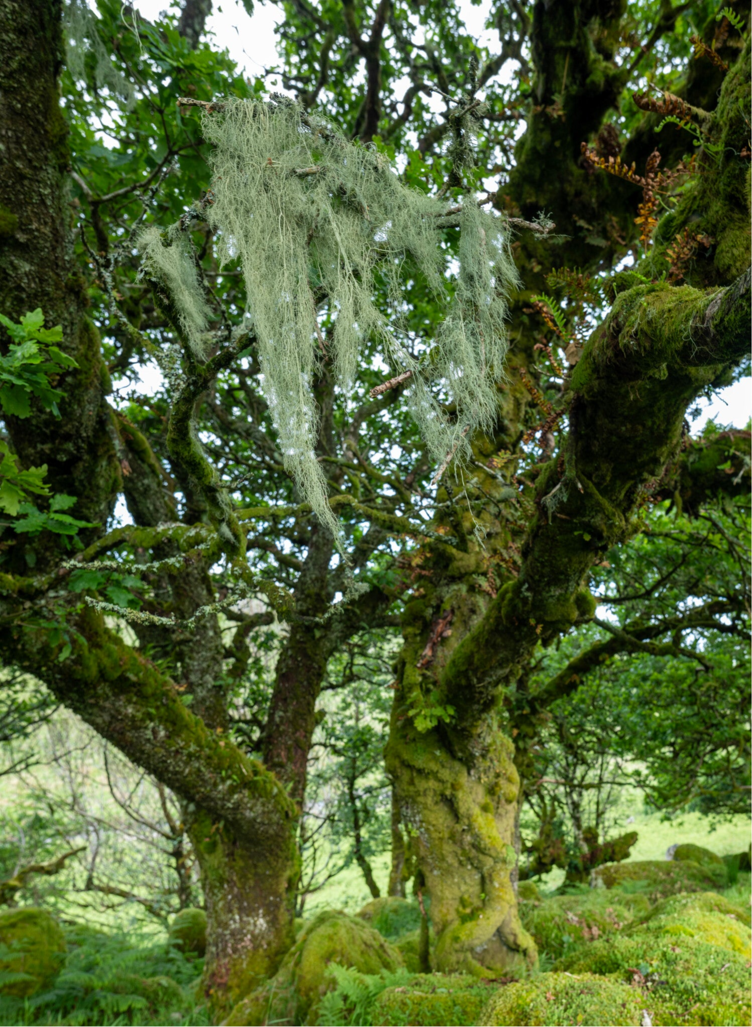 String of Sausages lichen