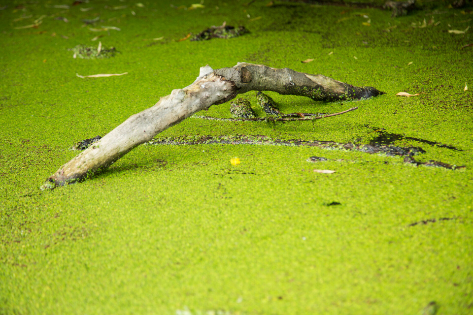 Pond covered in algae
