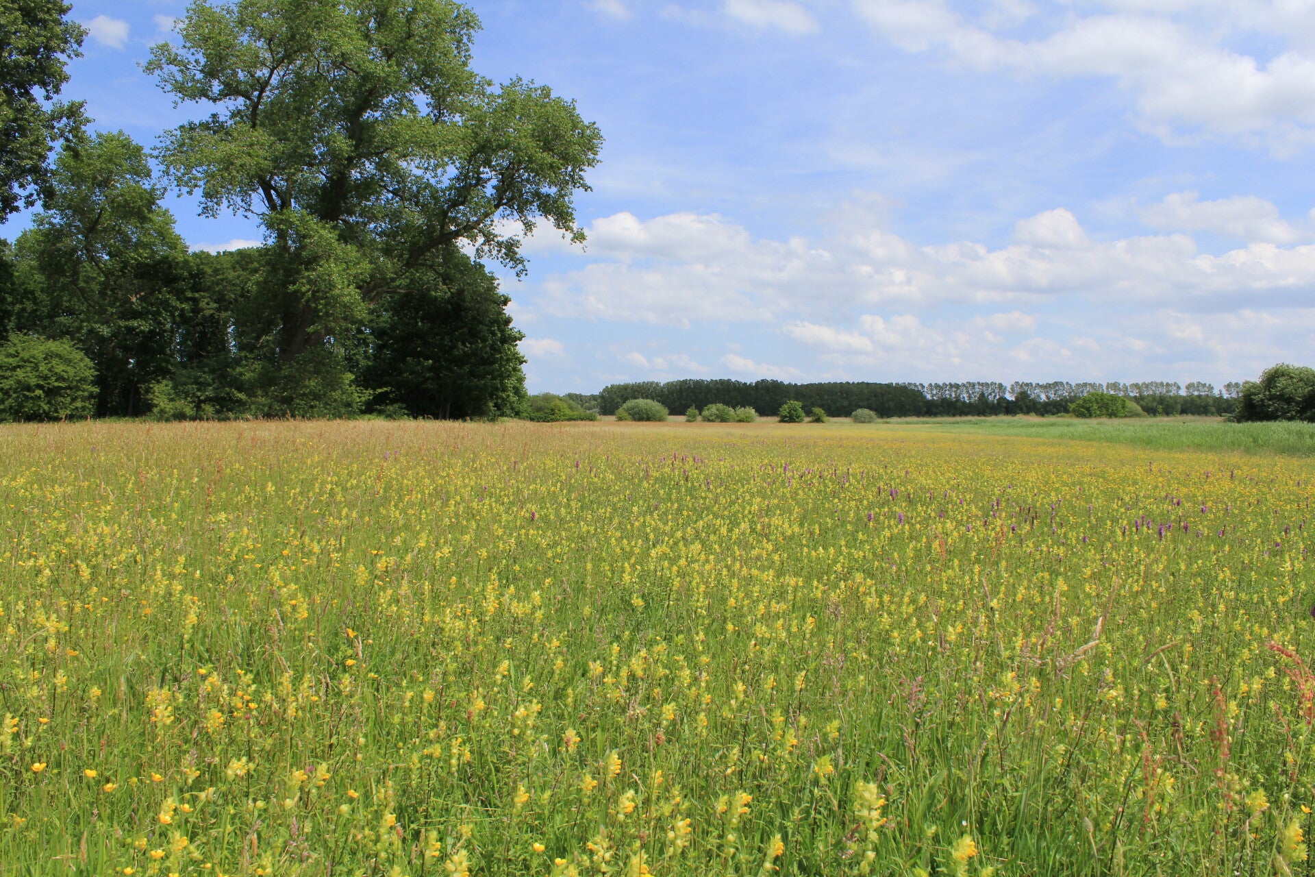 Hay meadow