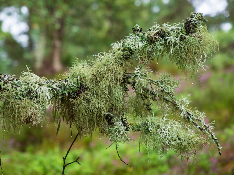 Lichen on a tree branch