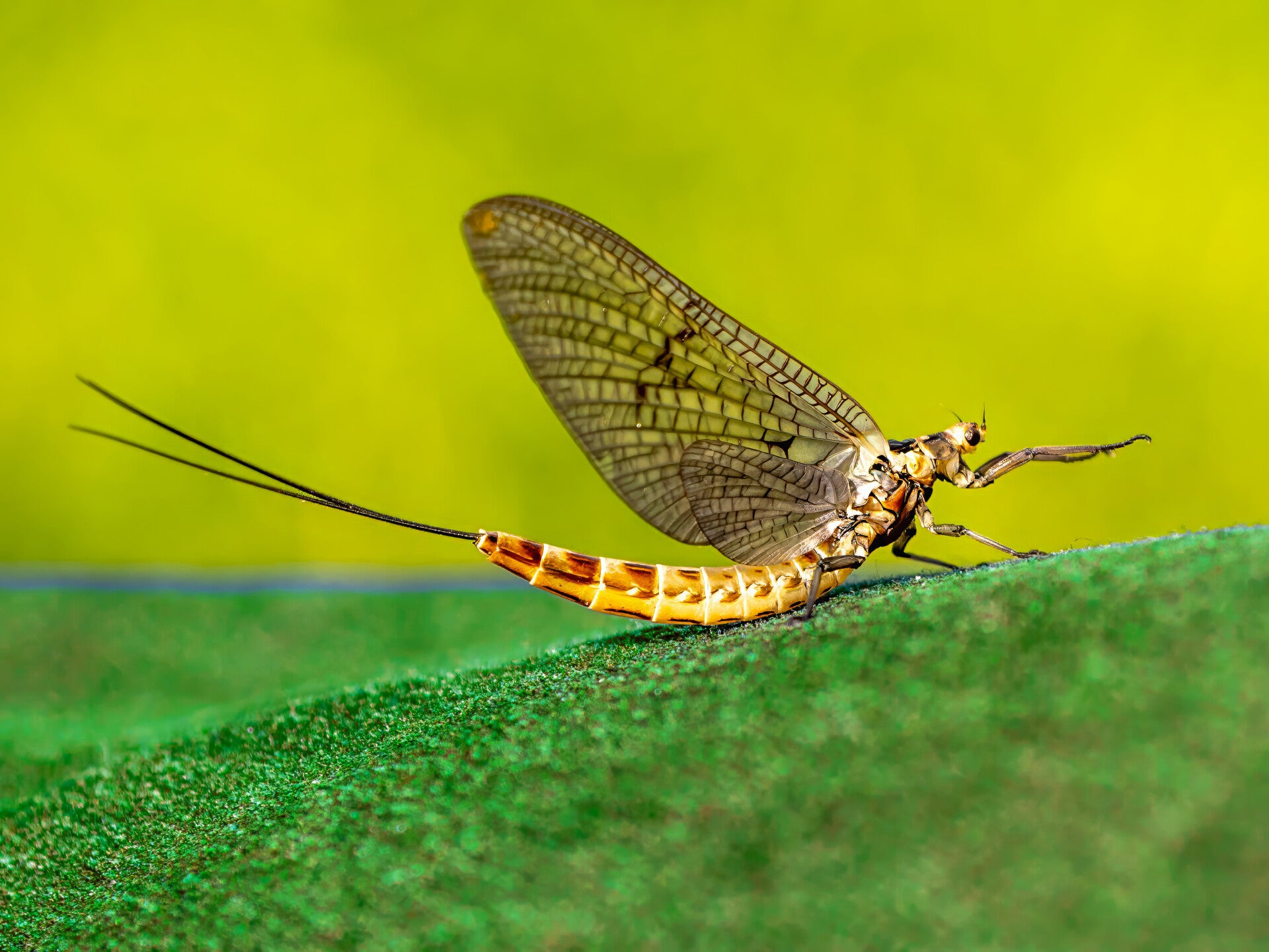 Mayfly