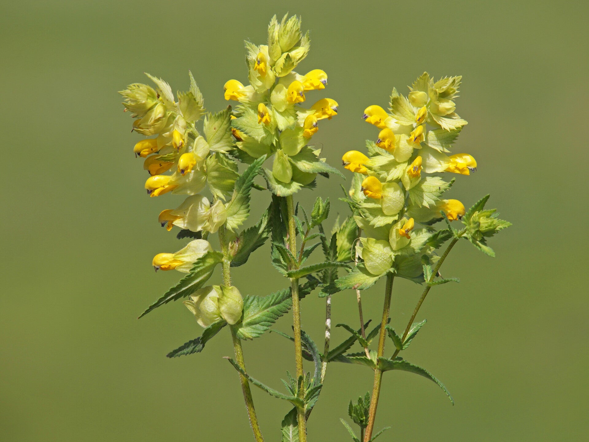 Yellow or Hay Rattle flower