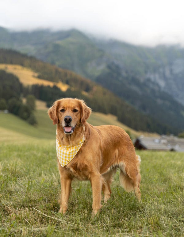 Bandana - Honey Hearts