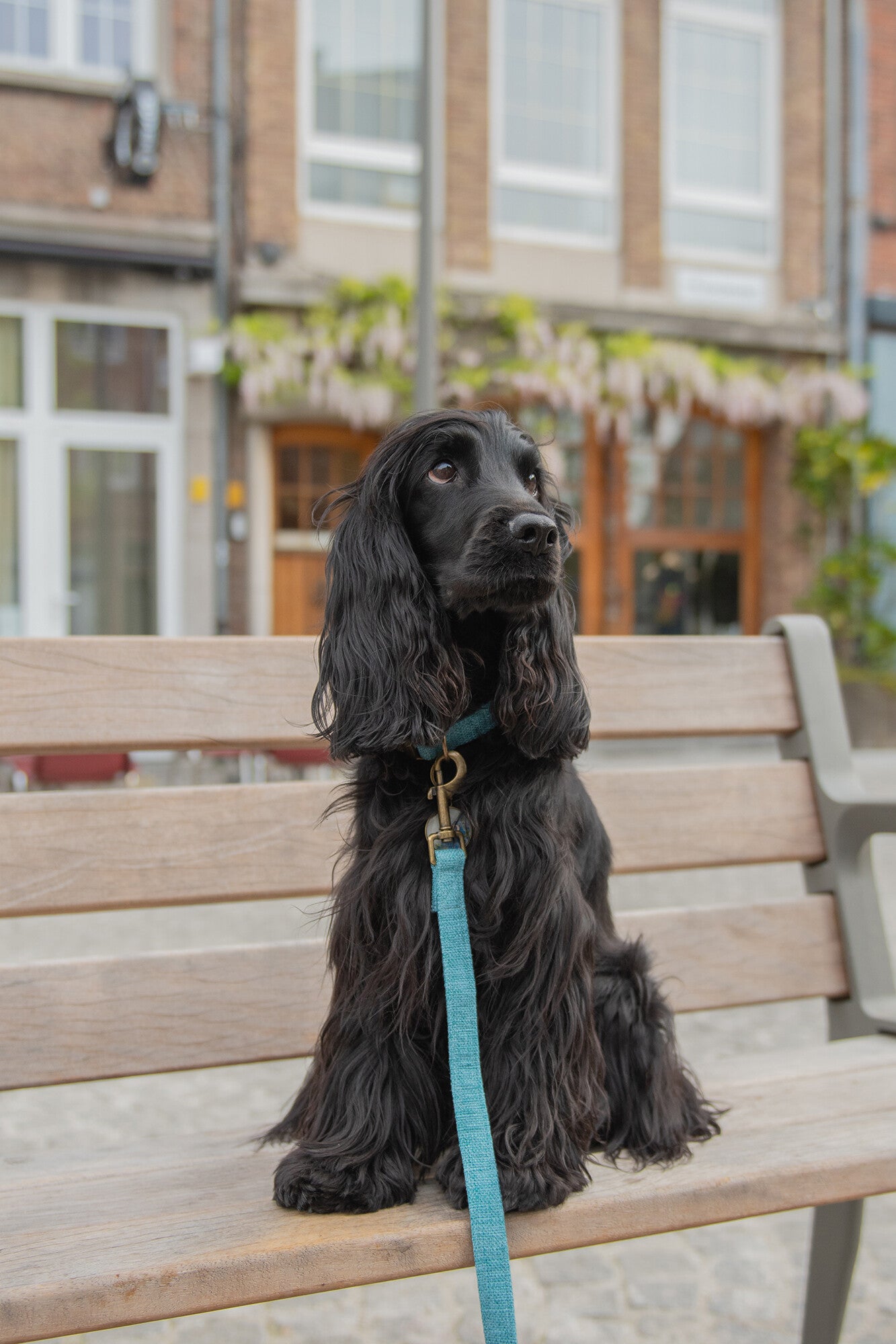 Leash - Teal