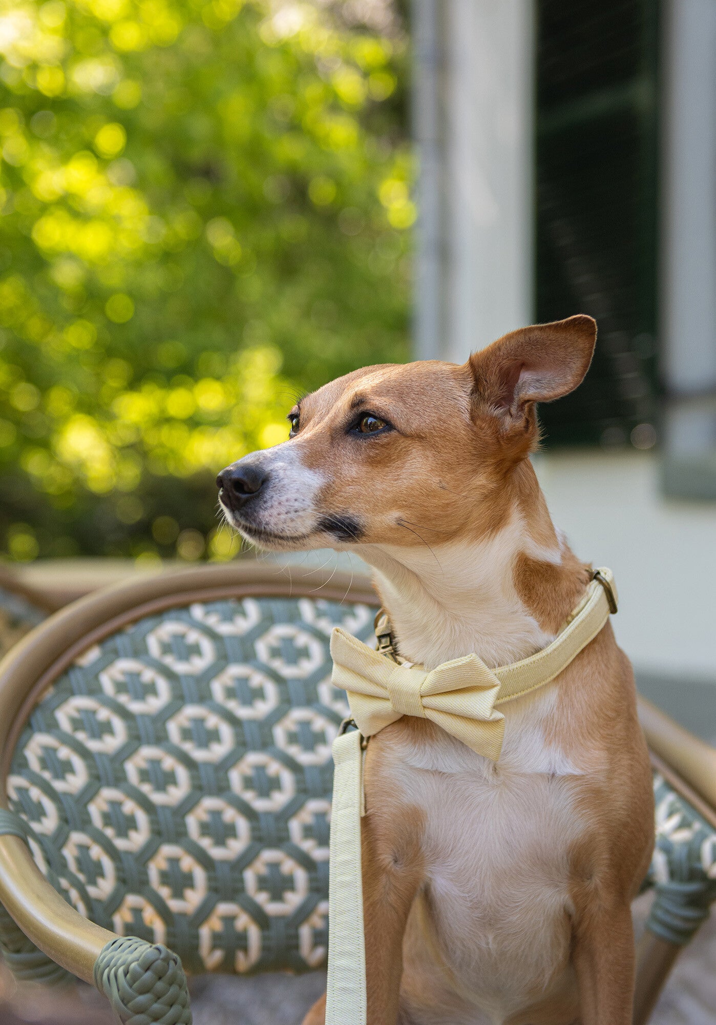 Bow - Butter Yellow
