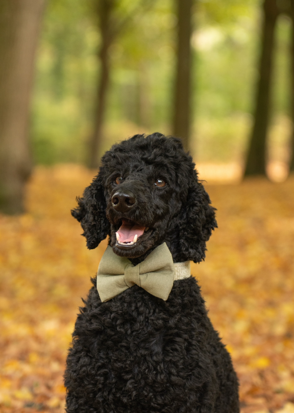 Puffy Bow - Groen