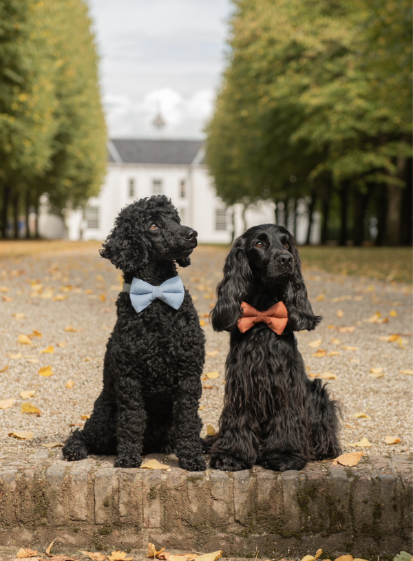 Puffy Bow - Blauw