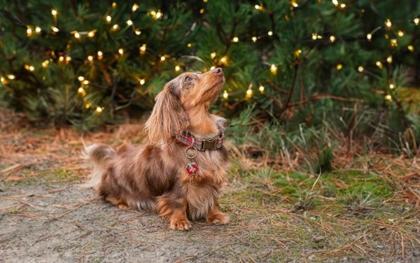 Santa’s Favorite Set