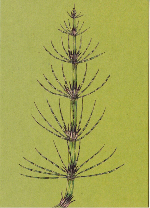 Postkaart "PAARDESTAART"