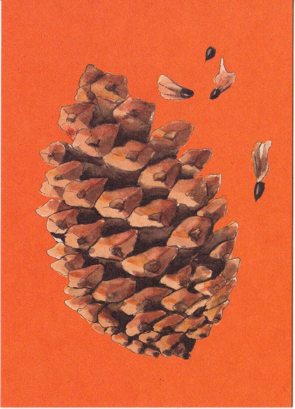 Postkaart "KEGELVRUCHT"