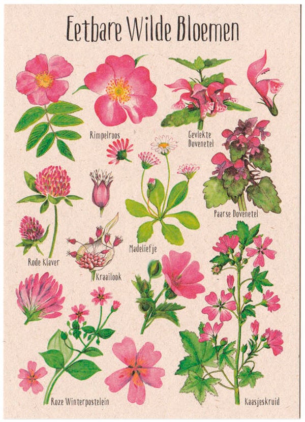 Postkaart "Eetbare Wilde Bloemen roze"