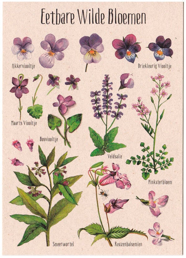 Postkaart "Eetbare Wilde Bloemen paars"