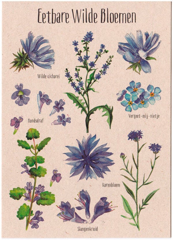 Postkaart "Eetbare Wilde Bloemen blauw"