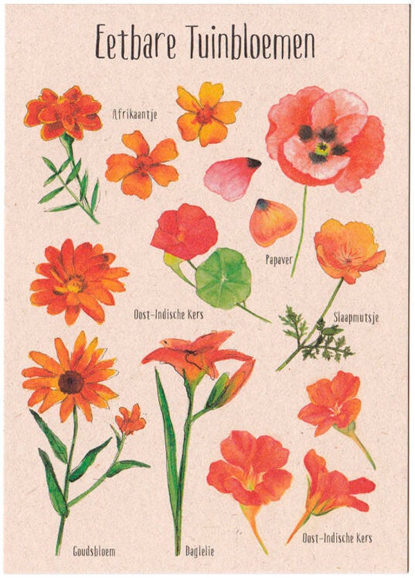 Postkaart "Eetbare Tuinbloemen oranje"