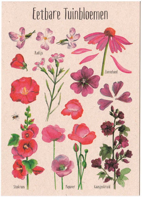 Postkaart "Eetbare Tuinbloemen roze"