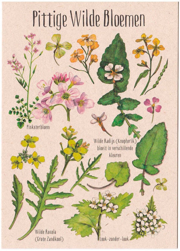 Postkaart "Pittige Eetbare Bloemen"