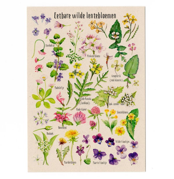 Postkaart "Eetbare wilde lentebloemen"