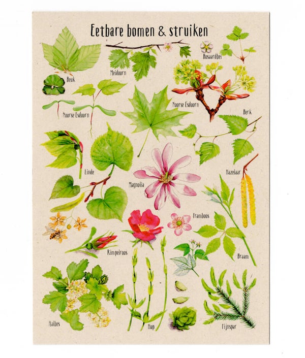 Postkaart "Eetbare bomen & struiken"