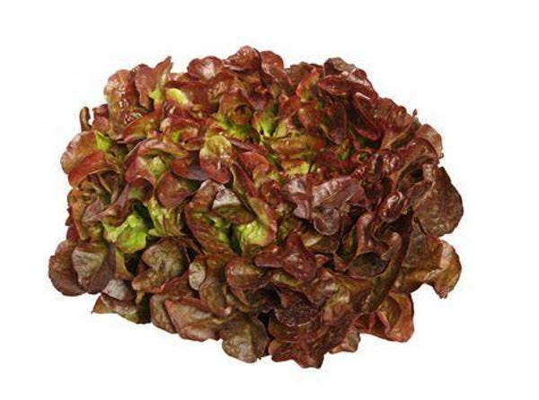 SALADE FEUILLE DE CHENE ROUGE