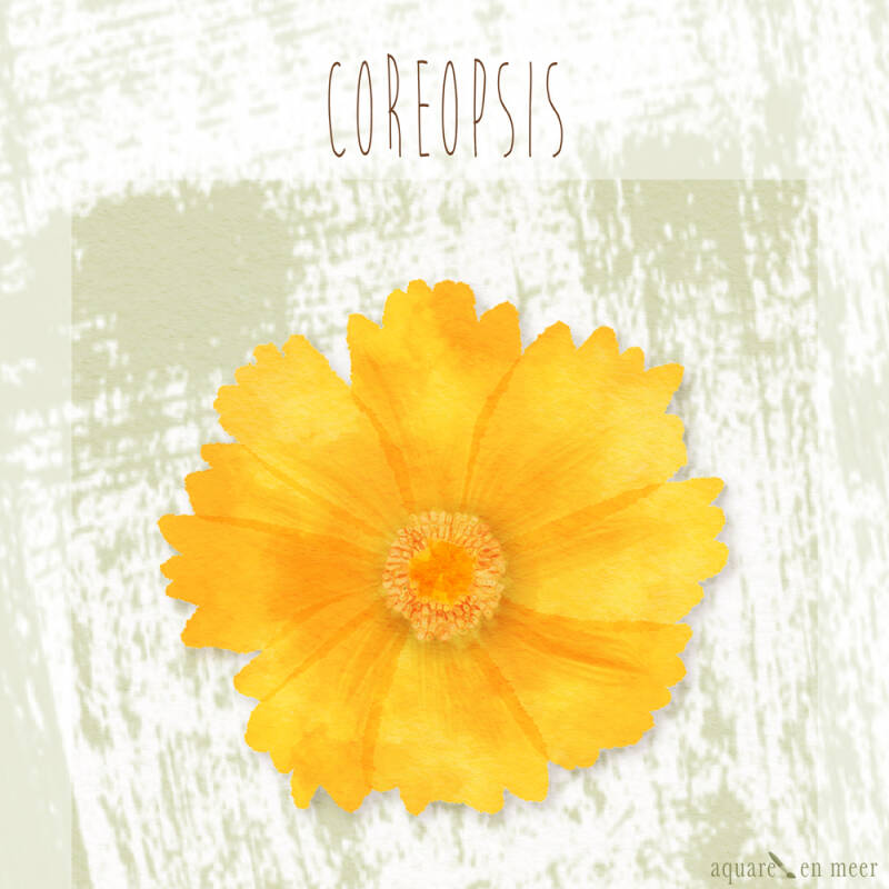 Gratis download bloem Choreopsis