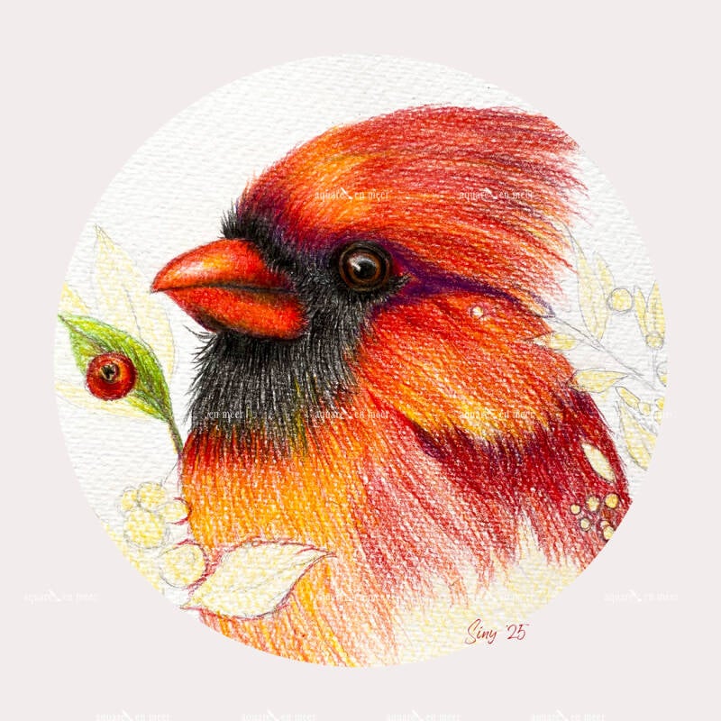 Kardinaalvink kleurpotlood