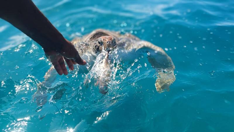 turtle-cape-verde
