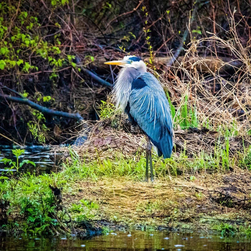 Blauwe Reiger