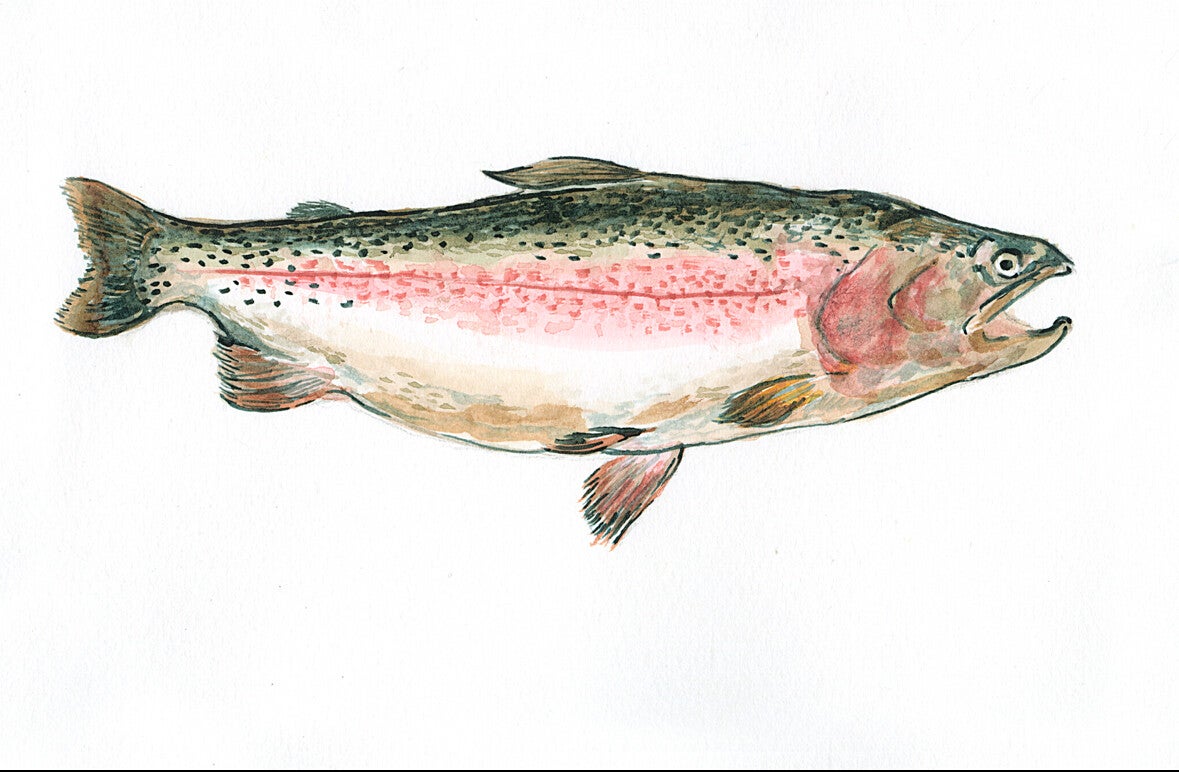 Rainbow Trout Print