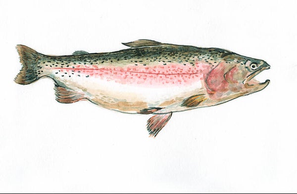 Rainbow Trout Print