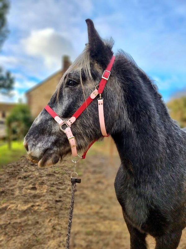 Licol style Vik - Personnalisable